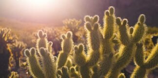 उत्तराखंड में तैयार हुआ प्रज्ञानम् एआई चैटबॉट, जल्द होगा … उत्तराखंड