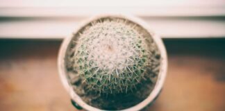 भाजपा ने सपा के PDA का तोड़ निकाला: यूपी में संगठन, सरकार … भाजपा