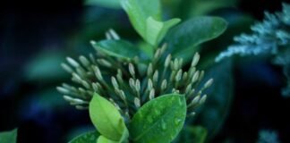 मणिपुर में पांच उग्रवादी गिरफ्तार मणिपुर