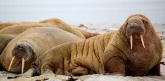 फागुन से बैसाख तक ‘घूमता’ है सरहुल; 1967 में युवाओं को जो… फागुन