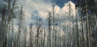 स्कूल गई बेटी 'किडनैप' हो गई… फिरौती कॉल से म… स्कूल