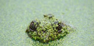 कर्नाटक : आकाशीय बिजली गिरने से किसान की मौत, बारिश और ओल… कर्नाटक