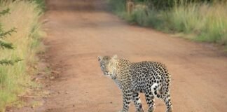 Goa Offbeat Places: गोवा की ट्रिप कर रहे प्लान, इन ऑफबीट … Goa