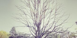 ऊटी की ठंडक, मैसूर की शाही छटा और तिरुपति की आस्था, दक्षि… ऊटी