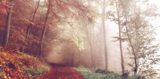 89 गांव गुजरात में मिलाने की तैयारी थी, आबू 6 साल हमें मि… गांव