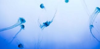 NIA की बड़ी कार्रवाई, भारत के खिलाफ आतंकी साजिश के आरोप मे… NIA