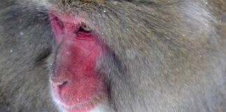 Srinagar News: भारी बर्फबारी से जोजिला दर्रा बंद, श्रीनगर… Srinagar