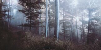 सुल्तानपुर के बाजार में चेक बाउंस कर ठगी: दुकानदारों ने थ… सुल्तानपुर