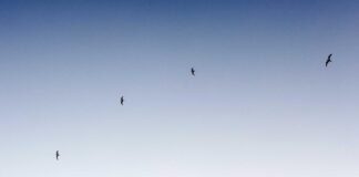 DigiLocker पर कैसे चेक करें बोर्ड रिजल्ट? बिहार और राजस्थ… DigiLocker