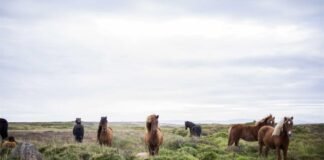 गणेश मंदिर में ज्योति कलश स्थापना 19 को – Dainik Bhaskar