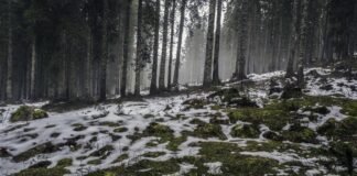 असम में कांग्रेस 100 सीटों पर लड़ेगी चुनाव, 5 पार्टियों स… असम