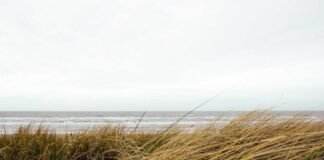 Firozabad News: कुत्ते के काटने पर मोहम्मदाबाद में भिड़े … Firozabad