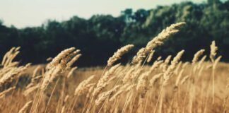 पंजाब-चंडीगढ़ दिनभर, 10 बड़ी खबरें: अफसर का सुसाइड, AAP मंत… पंजाब