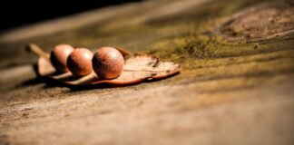 अंडमान के जनजातीय प्रतिनिधिमंडल ने राहुल गांधी से मुलाकात… अंडमान