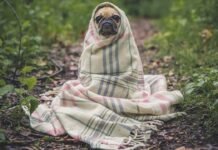 Nainital News: ऐपण कला के जरिये स्वरोजगार की राह तलाशेंगे… Nainital