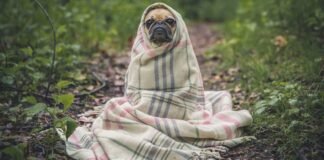 Nainital News: ऐपण कला के जरिये स्वरोजगार की राह तलाशेंगे… Nainital