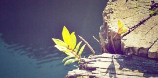 NIA ने पकड़ा विदेशियों का ड्रोन नेटवर्क, पढ़ें NIA