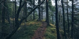 #AndhraPradesh ट्रक हादसे के बाद लूट | आंध्र प्रदेश में इ… #AndhraPradesh