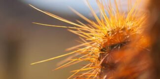 Dantewada Journalist Arrest: दंतेवाड़ा में पत्रकारों का म…