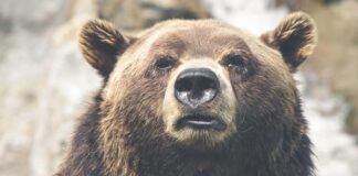 Panna News: मध्य प्रदेश कांग्रेस पार्टी के प्रभारी हरीश च… Panna