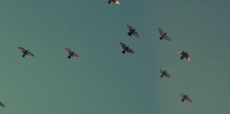 तमिलनाडु विधानसभा चुनाव से पहले खेला! दो बड़े दलों का गठब… तमिलनाडु