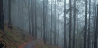 पश्चिम बंगाल: जलपाईगुड़ी में हाथियों का हाईवे पर कब्जा, ए… पश्चिम