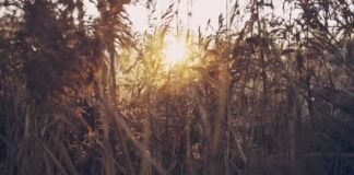 केरल : भाजपा उम्मीदवार के खिलाफ ‘‘हिंदू विधायक’’ टिप्पणी … केरल