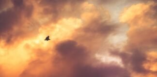 केरल में बचेगी लाल झंडे की साख? पश्चिम बंगाल में खत्म होग… केरल