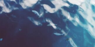 मणिपुर: सरकार और कुकी-जो काउंसिल नेता शांति की मेज पर, बै… मणिपुर