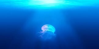 रवनीत सिंह बिट्टू ने पंजाब में 'जंगल राज' का आर… रवनीत