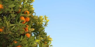 ये बहुत मुश्किल है…आईपीएल 2026 से पहले महेंद्र सिंह धोन… बहुत