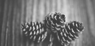 CM धामी के 4 साल उत्तराखंड के लिए बेमिसाल?: GDP बढ़ी-सख्त… धामी