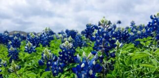 मां महिषासुर मर्दिनी के दर्शन करने बढ़ रही भक्तों की भीड़ -… मां