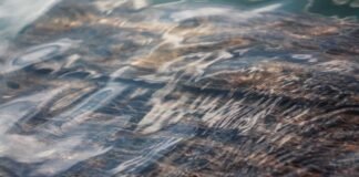 प्रयागराज में ढह गया कोल्ड स्टोरेज, 4 लोगों की मौत; पीएम … प्रयागराज