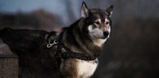 साजिद से पंगा सांप को पड़ा भारी, काटा तो हाथ में दबोच अस्… साजिद