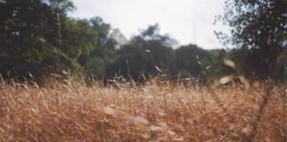 खलारी में सरहुल मेला सह नागपुरी कार्यक्रम में उमड़ी भीड़ … खलारी