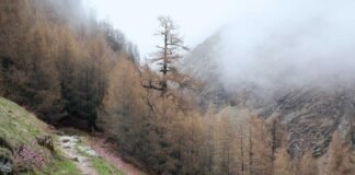 असम में टिकट कटने से नाराज नेताओं के चुनावी मैदान में कूद… असम