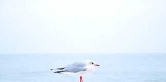 टेक्नोलॉजी 24/3: एप्पल ने WWDC 2026 की योजनाओं की घोषणा क… टेक्नोलॉजी