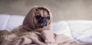 अभय चौटाला का ऐलान: हरियाणा के युवाओं को ₹21000 भत्ता और … अभय