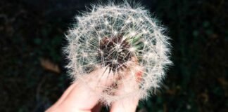 असम विधानसभा चुनाव को लेकर झारखंड में सियासत तेज, जेएमएम … असम