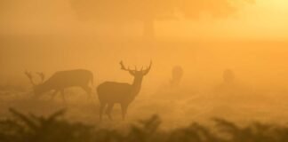 अमेरिका में लॉन्च हुआ रॉकेट, उसके धुएं का गुबार सिक्किम म… अमेरिका