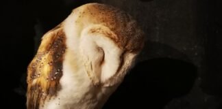 आवारा कुत्तों के हमले में चीतल शावक की मौत आवारा