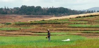 सूक्ष्मजीव आधारित प्रौद्योगिकी से कृषि चुनौतियों का हो सक… सूक्ष्मजीव