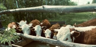 अरे! बाप रे… अब क्या करेंगे किसान, पानी के साथ बह गए अन… अरे!