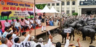 लखनऊ में भैंसों की नीलामी के दौरान मारपीट और सड़क जाम, 12 लोग गिरफ्तार