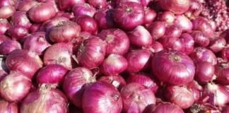 Onion Price: ₹70 से सीधा ₹35! आज से आधे रेट पर मिलेगा प्याज; 'कांदा एक्सप्रेस' बनने जा रही गेम चेंजर
