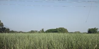 गन्ना किसानों के हितों की रक्षा के लिए केंद्र सरकार बनाएगी उच्चस्तरीय कमेटी गन्ना किसान