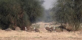 राजस्थान में चार ग्रेट इंडियन बस्टर्ड को खुले जंगल में छोड़ा गया ग्रेट इंडियन बस्टर्ड
