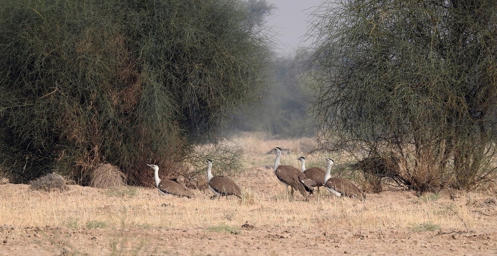 ग्रेट इंडियन बस्टर्ड
